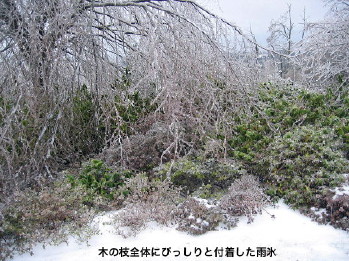 雨氷の付着した木々