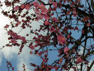紅梅