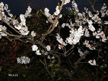 夜の梅花撮影