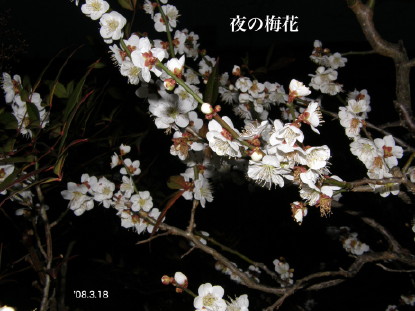 フラッシュ撮影