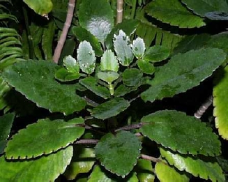 葉から芽が出る状況