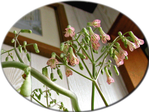 花アップ