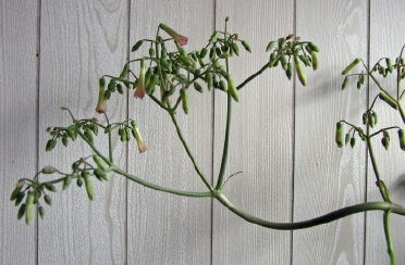 開花中の花と莟
