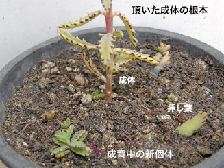 個体の基部(根本の拡大)