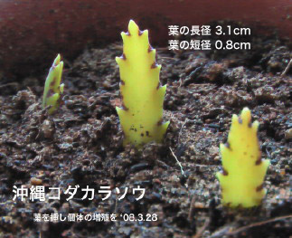 葉を挿し増殖を