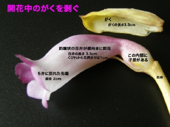 開花中の花/名称・説明