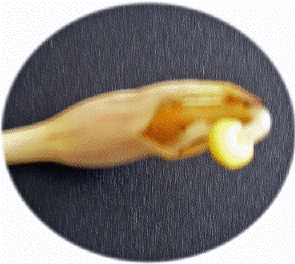 '07.9.1/10日後の子房