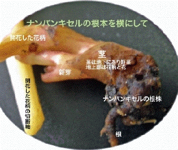 '07.9.1/15日後の根本からの新芽