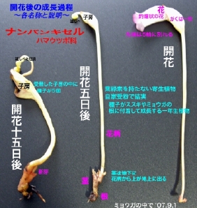 '07.9.1/開花後の変遷