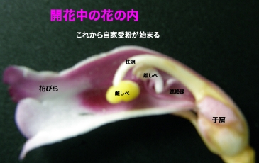 開花中の子房