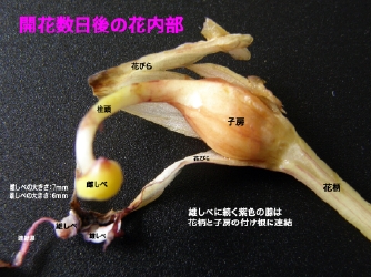 開花数日後の子房