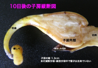開花10日後の子房