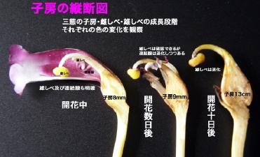 子房の三態