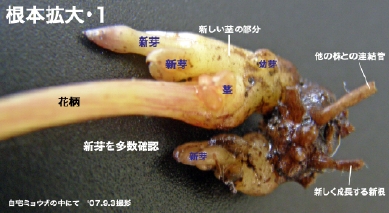 根の拡大/1