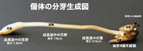 個体の分芽生成図