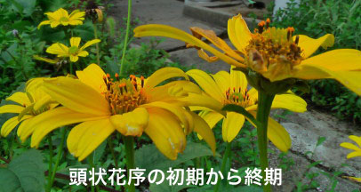 ヒメヒマワリ8