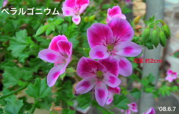 ペラルゴニウム10