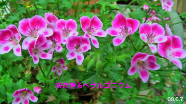 ペラルゴニウム9