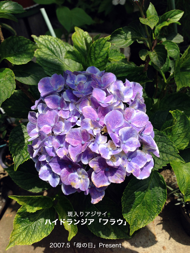 紫陽花2014