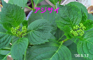 開花前のアジサイ