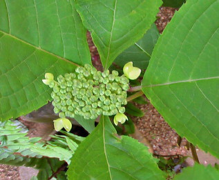 額紫陽花