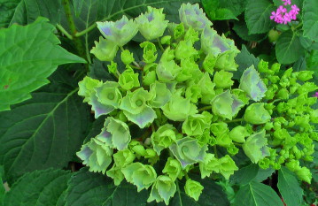 紫陽花17
