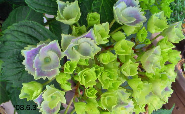 紫陽花18