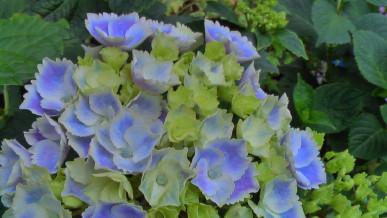 薄い水色に変化した額紫陽花