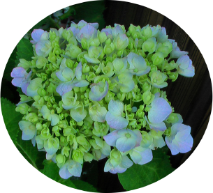 紫陽花23