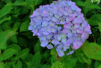 紫陽花24