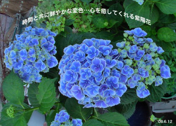 紫陽花27