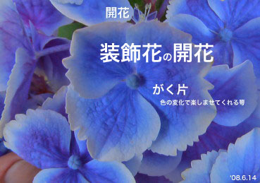 紫陽花28