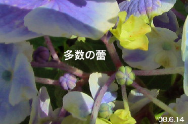 紫陽花29