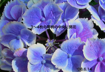 紫陽花31