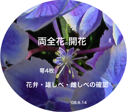 紫陽花32