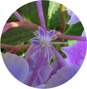 紫陽花33