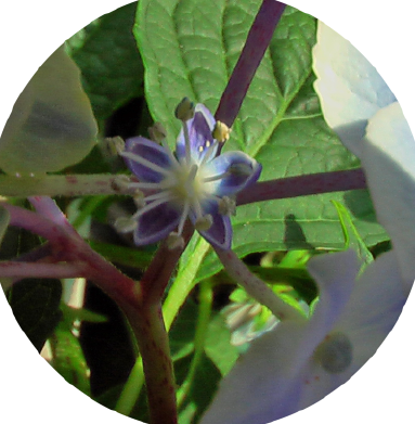 紫陽花34