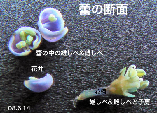 紫陽花35/蕾断面図
