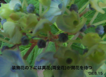 紫陽花37