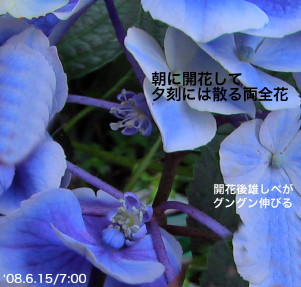 紫陽花38