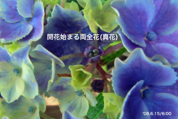 紫陽花39