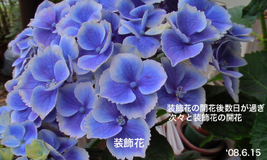 紫陽花40