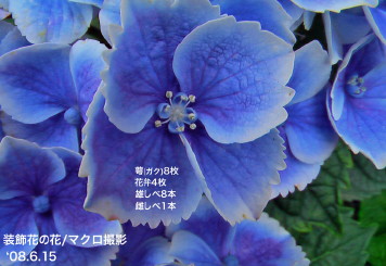 紫陽花41