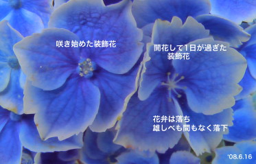 紫陽花43