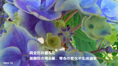 紫陽花44