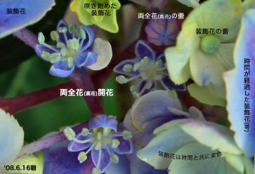 紫陽花45