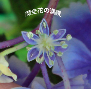 紫陽花46