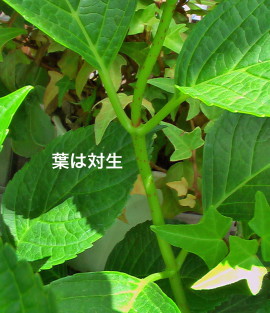 紫陽花47