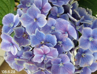 紫陽花51