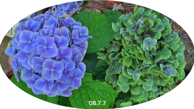 紫陽花52